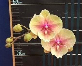 Phalaenopsis Lianher Rainbow
