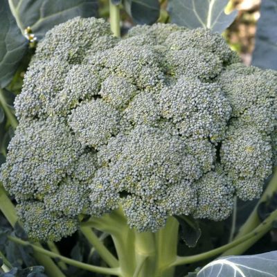 Waltham Broccoli