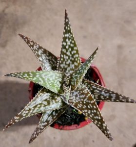 Aloe Hen Speckled