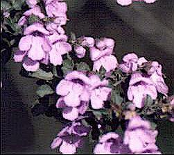 prostanthera ovalifolia