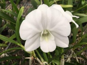 Dendrobium Airy White