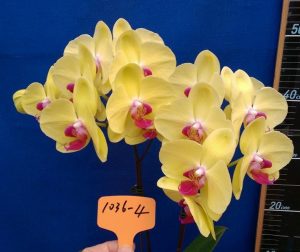 Phalaenopsis Lianher Yellow Butterfly