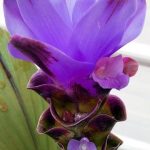 Curcuma alismatifolia ‘Purple’