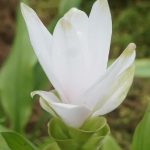 Curcuma alismatifolia white