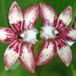 Dendrobium vandoides