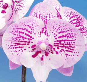 Phalaenopsis Fullers 89303