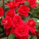 impatiens Double Red Rose
